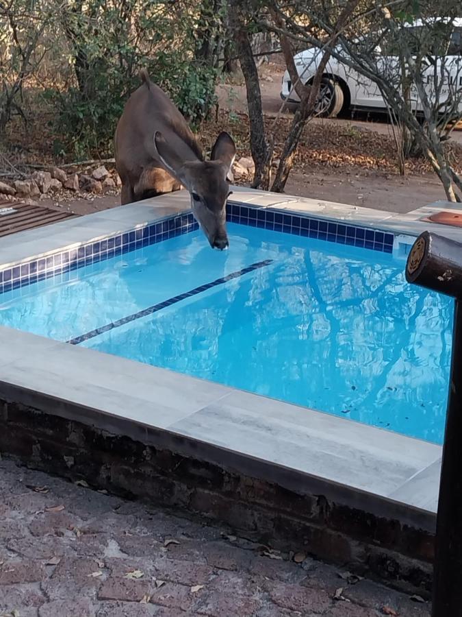 Villa De Leeu, Perfect For Two Marloth Park Exterior photo