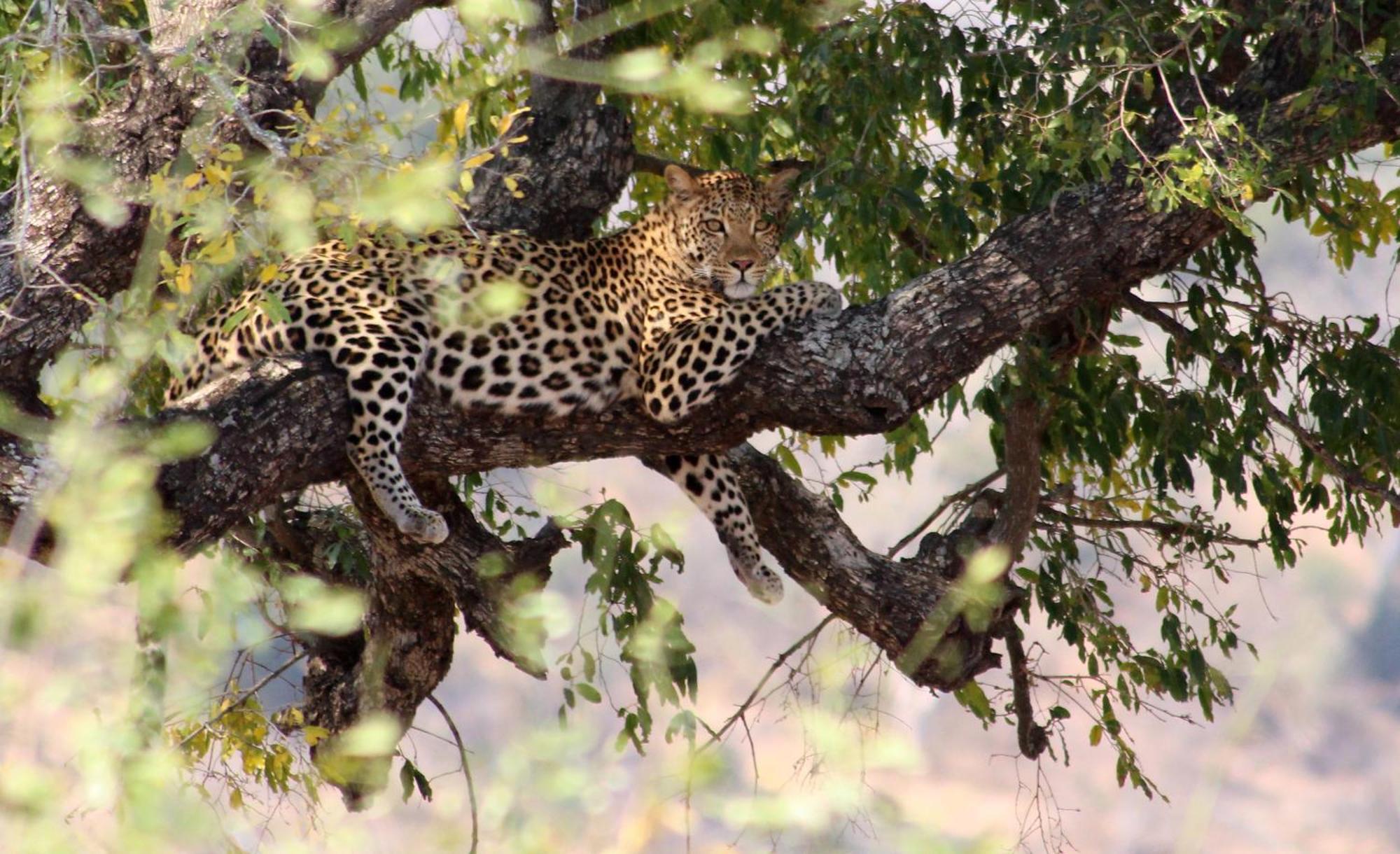 Villa De Leeu, Perfect For Two Marloth Park Exterior photo