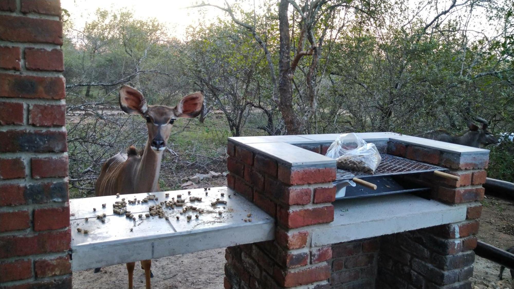 Villa De Leeu, Perfect For Two Marloth Park Exterior photo